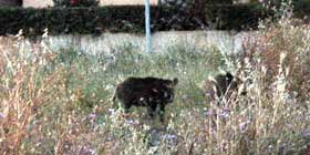 Divieto di caccia al cinghiale nel Goceano