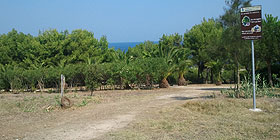 Colonia felina sfrattata, cerca casa nel parco Baden Powell 