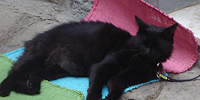 Terzo atto per l´Estate Felina 2011