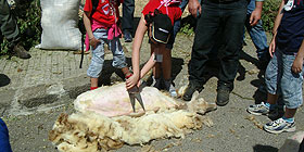 A Santa Maria ritorna la Festa della Tosatura